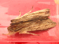 Tawny Pinion